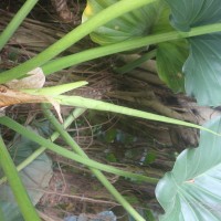 Philodendron giganteum Schott